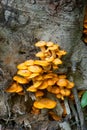 Wild orange mushrooms