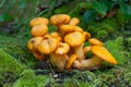 Wild orange mushrooms