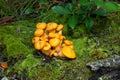 Wild orange mushrooms Royalty Free Stock Photo