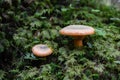 Wild Orange Mushrooms Close Up Royalty Free Stock Photo