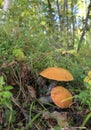 Wild mushrooms in the forest on a green background close-up Royalty Free Stock Photo