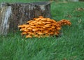 Wild Orange Mushrooms Royalty Free Stock Photo