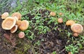 Wild orange mushrooms look beautiful growing on the ground with green grass Royalty Free Stock Photo