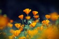 Wild orange poppies flower field in morning, Chiang Mai, Thailand Royalty Free Stock Photo