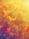 Wild orange poppy flowers field