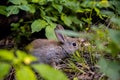 A wild orange Rabbit bunny with big ears in a fresh green forest (Spring baby rabbit or Easter rabbit Royalty Free Stock Photo