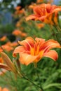 Wild Orange Tiger Lily Flowers (Lilium bulbiferum)
