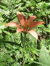 Wild orange tiger lily with green ferns Royalty Free Stock Photo