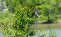 Orange winged blackbird perched in tree