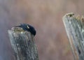 Orange winged blackbird perched on wooden post