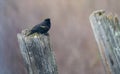 Orange winged blackbird perched on wooden post