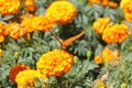 Wild orange-winged butterfly on yellow flowers XVI