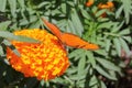 Wild orange-winged butterfly on yellow flowers XX