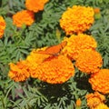 Wild orange-winged butterfly on yellow flowers XI