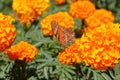 Wild orange-winged butterfly on yellow flowers XIX