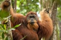 Wild orangutan Royalty Free Stock Photo