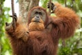 Wild orangutan