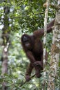Wild orangutan, Borneo Royalty Free Stock Photo