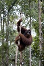 Wild orangutan, Borneo Royalty Free Stock Photo