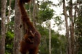 Wild Orangutan in Borneo forest. Royalty Free Stock Photo