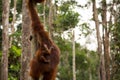 Wild Orangutan in Borneo forest. Royalty Free Stock Photo