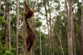 Wild Orangutan in Borneo forest. Royalty Free Stock Photo