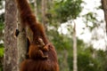 Wild Orangutan in Borneo forest. Royalty Free Stock Photo