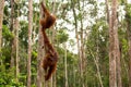 Wild Orangutan in Borneo forest. Royalty Free Stock Photo
