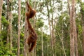 Wild Orangutan in Borneo forest.