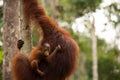 Wild Orangutan in Borneo forest.