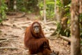 Wild Orangutan in Borneo forest. Royalty Free Stock Photo