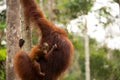 Wild Orangutan in Borneo forest. Royalty Free Stock Photo