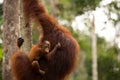 Wild Orangutan in Borneo forest. Royalty Free Stock Photo