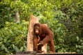 Wild Orangutan in Borneo forest. Royalty Free Stock Photo
