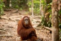 Wild Orangutan in Borneo forest. Royalty Free Stock Photo