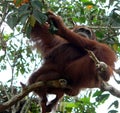 Wild Orangutan, Central Borneo Royalty Free Stock Photo