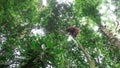 Wild orangutan climbing down from tree Royalty Free Stock Photo