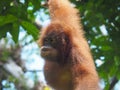 Wild orangutan in Malaysia, wildlife shot