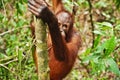 Wild orangutan in rain forest on Borneo Royalty Free Stock Photo