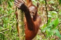 Wild orangutan in rain forest on Borneo
