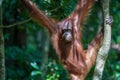 Wild orangutan in rainforest of Borneo, Malaysia. Orangutan monkey in nature