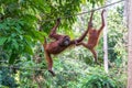Wild orangutan in rainforest of Borneo, Malaysia. Orangutan monkey in nature