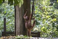 Wild orangutan in rainforest of Borneo, Malaysia. Orangutan monkey in nature