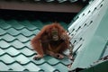 Wild Orangutan Sat on Roof Chewing a Stick