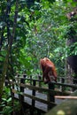 Wild orangutang in Sepilok nature reserve in Sabah, Borneo, Malaysia