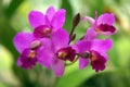 Wild Orchid. Royalty Free Stock Photo