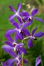 Wild Orchid. Royalty Free Stock Photo