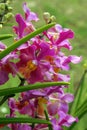 Wild Orchid. Royalty Free Stock Photo