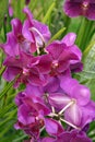 Wild Orchid. Royalty Free Stock Photo