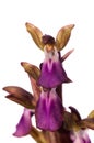 Wild orchid Anacamptis collina angel like flower over white Royalty Free Stock Photo